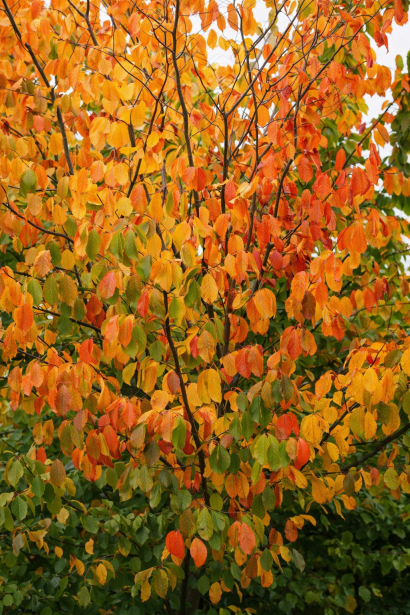 Парротія перська